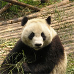 Grote Panda