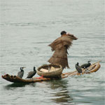 Aalschover-visser, Yanshou